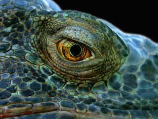 Obraz premium eye of the komodo dragon eye of sauron