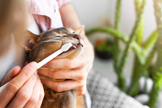 Caucasian white Man in a pink shirt brushing Teeth with a white brush a cute blue Abyssinian cat at home. Concept pet health care and love for animals. Lifestyle and rays of the sun. Selective focus