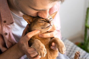 Portrait of man kisses and gently holding in his arms blue Abyssinian cat in sofa at home in sunny....