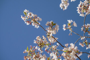 蓮華寺池公園の満開の桜