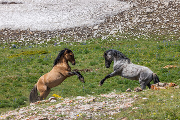 Pair of Wild Horse Stallions Fighting in the Pryor Mountains Montana in Summer