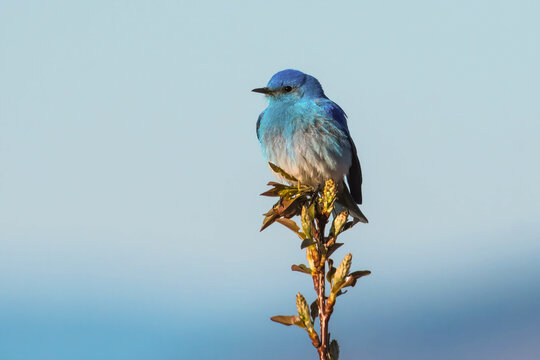 Close-up of a male Mountain Bluebird (Sialia currucoides) perched on a shrub, British Columbia, Canada
