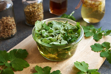 Greater celandine leaves macerating in wine to prepare herbal elixir