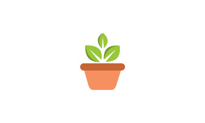 plant in a pot