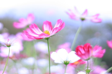 pink cosmos flower