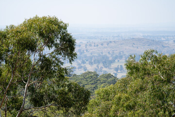 Trees and shrubs in the Australian bush forest. Gumtrees and native plants growing in Australia 