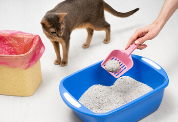 Man cleaning cat litter tray at home, closeup. Cute blue Abyssinian cat watching the process....