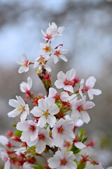 Japanese cherry Blossom (Sakura tree) spring season or hanabi season in japan, outdoor pastel color background