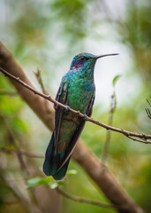thalassinus  hummingbird green emerald