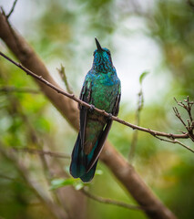 thalassinus  hummingbird green emerald