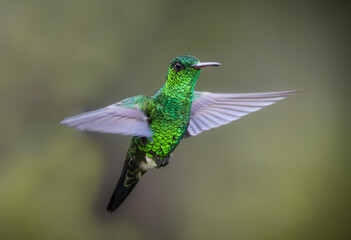 green steel hummingbird flying  © David Gallo