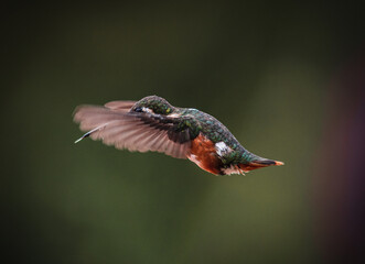 mulsant hummingbird female