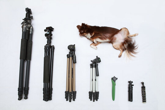 Lots of tripods and a little dog.