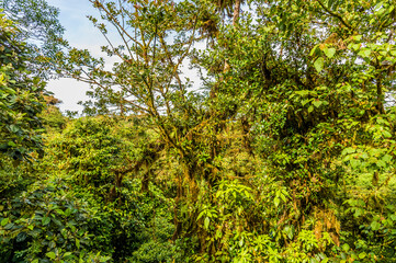A view of the higher levels of the jungle canopy from a suspended bridge in the cloud rain forest in Monteverde, Costa Rica in the dry season.