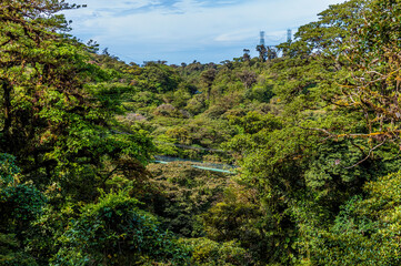 A view towards a suspended bridge in the cloud rain forest in Monteverde, Costa Rica in the dry season.