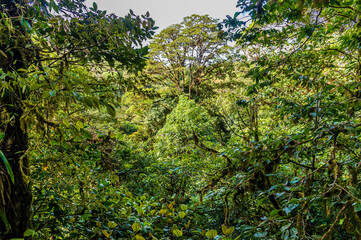 A view across the jungle canopy from a 200m long suspended bridge in the cloud rain forest in Monteverde, Costa Rica in the dry season.