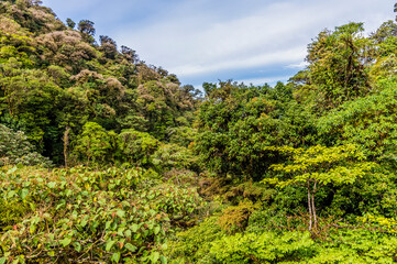 Fototapeta na wymiar A view of the dense forest canopy from a hanging bridge in the cloud rain forest in Monteverde, Costa Rica in the dry season.