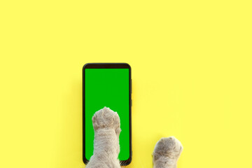 Cat paw touching, clicking, tapping and swiping phone with chromakey screen. Feline Paw typing smartphone with green background. Close-up. Chroma key vertical mock up for advertising. Cat using phone