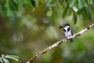 Amazon Kingfisher about to dive in river to catch fish