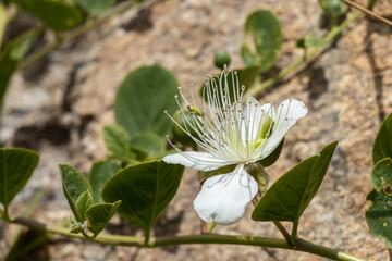 Close-up shot of a beautiful Caper Bush flower.