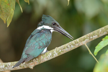 Amazon Kingfisher about to dive in river to catch fish