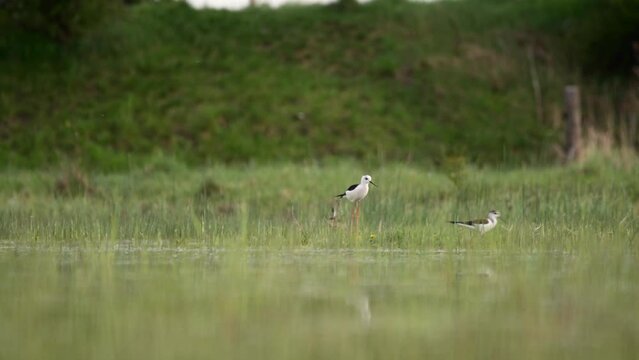 Black-winged stilt - himantopus himantopus wading in the water, red legs black and white wader	
