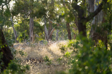 Trees and shrubs in the Australian bush forest. Gumtrees and native plants growing in Australia 