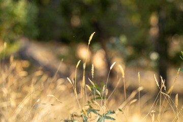 native seed heads on grass on a regenerative farm in australia in summer