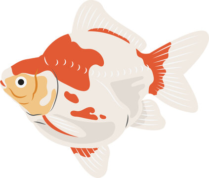 Tamasaba Goldfish illustration.