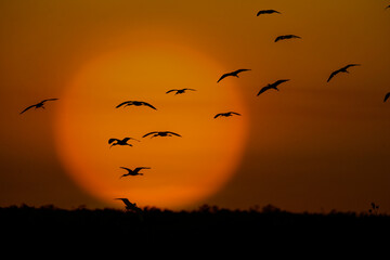 Fototapeta premium Florida wading birds coming in the roost as the sun sets