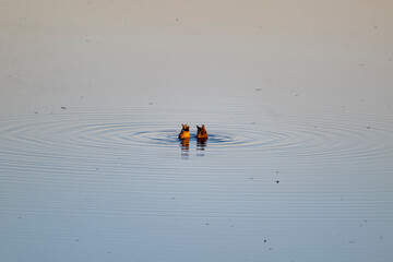 Fototapeta premium Two ducks in the lagoon with tails up and heads down