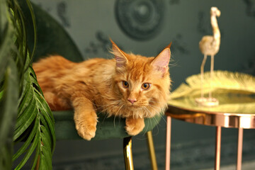Stylish luxury home interior in green and gold shades, red fluffy Maine Coon cat lies on a green...
