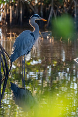 Blue heron in the lagoon looking for food near a mangroove plant