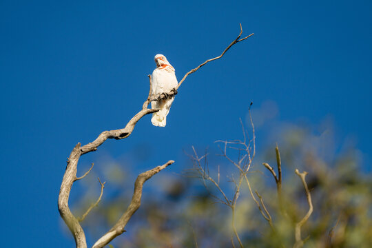 cockatoo and corella sitting on a branch in a gum tree in the bush in australia 