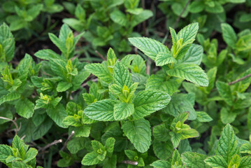 Close up of a mint bush. Green leaves