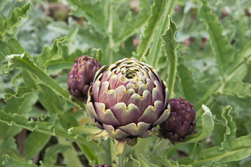 Artichoke cultivation. Close up of a artichoke plant