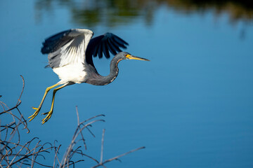 Little Blue Herons have a blue-gray belly, whereas Tricolored Herons have a white belly.