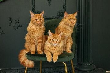 Stylish luxury home interior in green and gold shades, family of three red fluffy Maine Coon cats...