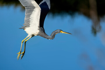 Tricolored Heron flying over the water