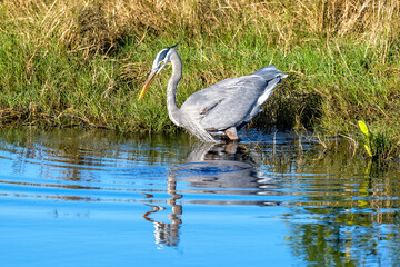 Blue heron feeding along the shore catching dinner