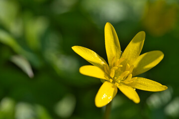 Lesser celandine, Ranunculus ficaria, also known as figwort or spring lesser celandine,