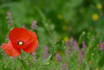 Fototapeta premium Red poppy flower in the meadow green background