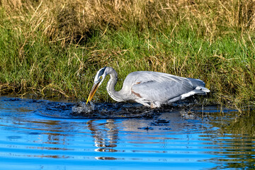 Blue heron feeding along the shore catching dinner