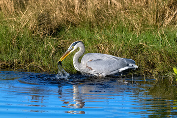 Blue heron feeding along the shore catching dinner
