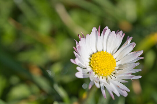 Bellis sylvestris Cirillo, daisies in spring,