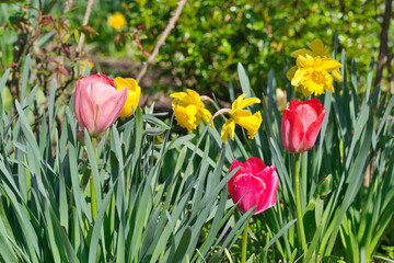 fresh colorful blooming tulips in spring, closeup