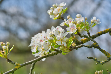 Fruit tree blossoms in spring, macro, close-up, apple, cherry, pear