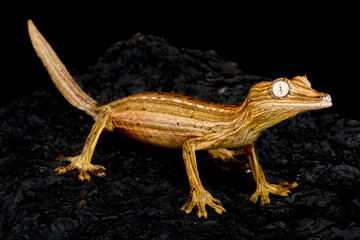Fototapeta premium Lined leaf-tailed gecko (Uroplatus lineatus)