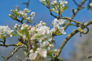 Fruit tree blossoms in spring, macro, close-up, apple, cherry, pear