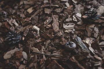 Substrate for orchids. Mulch for decoration and gardening. Forest carpet. Background from wood chips. Pine bark. Pine wood chips for orchids and the garden.